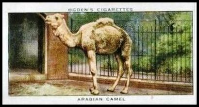 8 Arabian Camel